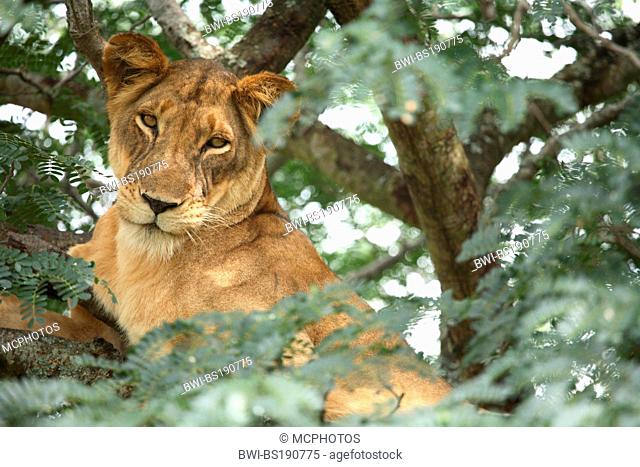 lion (Panthera leo), lioness, Uganda, Queen Elizabeth National Park