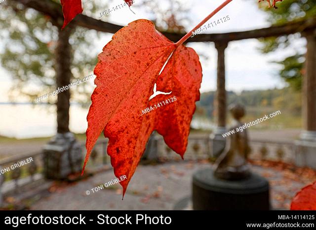 red autumn leaf at the monopteros, starnberger see