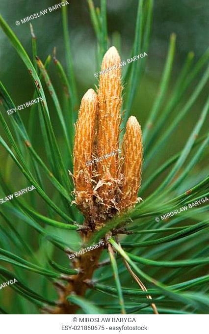 inflorescence of pine