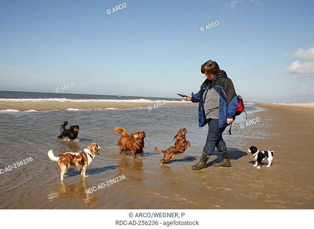 Woman with group of Cavalier King Charles Spaniel at beach Netherlands