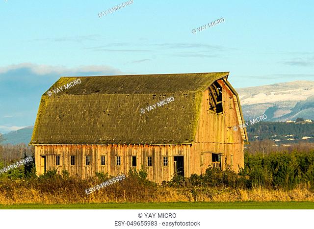Old barn standing in field of overgrowth in Washington's Skagit Valley