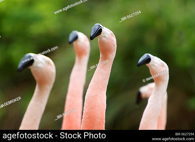 Chilean chilean flamingo (Phoenicopterus chilensis) adult, close-up of head and neck, performing courtship dance, Durrell Wildlife Park (Jersey Zoo)