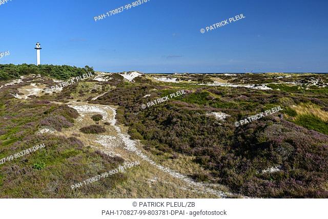 View of the blossoming heaths and the dunes on the Danish island Bornholm at the Baltic Sea near Dueodde, Denmark, 21 August 2017