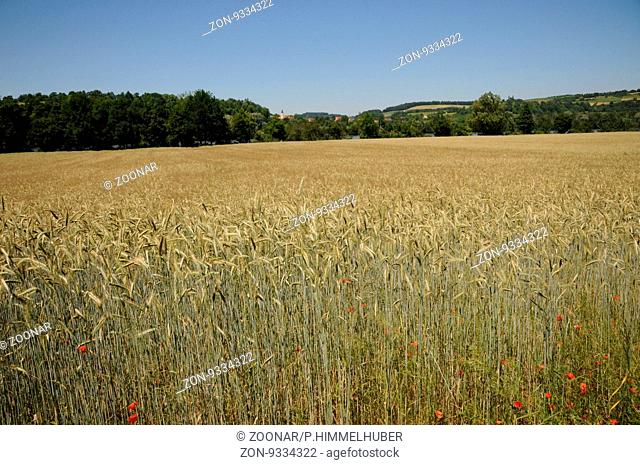 Secale cereale, Roggen, Rye