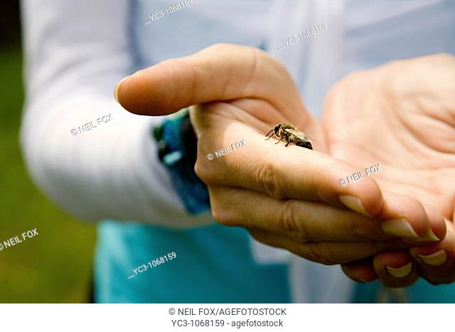 Bee in cupped hands