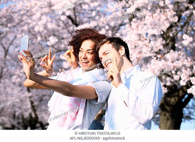 Multi-ethnic tourist couple enjoying cherry blossoms in Japan
