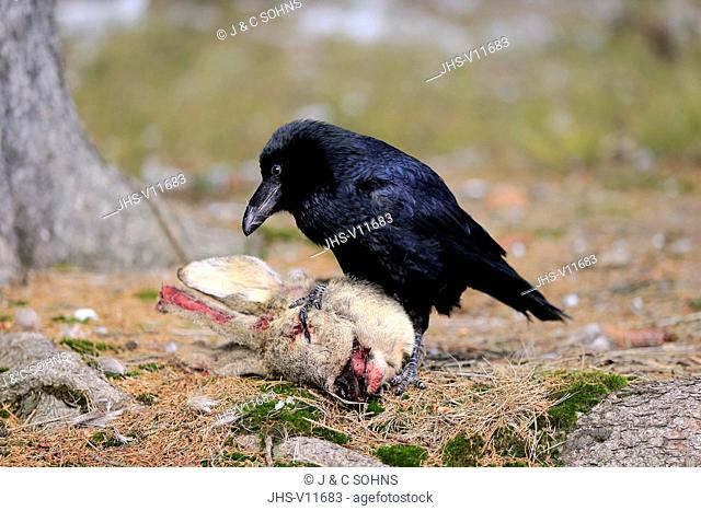 Common Raven, (Corvus corax), adult on ground at carrion, Zdarske Vrchy, Bohemian-Moravian Highlands, Czech Republic