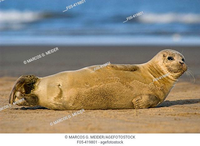 Harbour Seal (Phoca vitulina). Donna Nook National Nature Reserve, England. UK