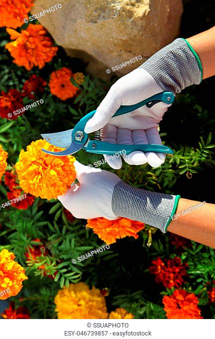 hands of gardener cutting rmarigolds