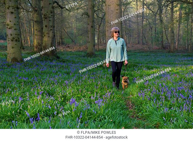 Domestic Dog, Border Terrier, adult, walking on lead beside owner through Bluebell (Endymion non-scriptus) flowering mass in deciduous woodland, Blickling