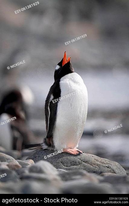 Gentoo penguin stands on sunlit rocks squawking
