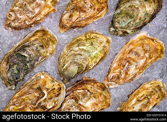 Many species of oysters are placed on the ice tray. Ordered as follows, Tsars Kaya, Normandie, Fine De Claire, Cadoret, Irish Premiun Oysters and Tia Maraa