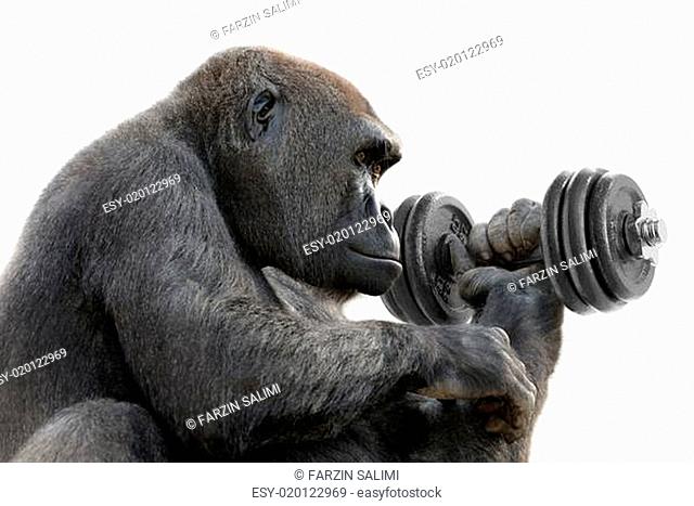 Gorilla macht Krafttraining mit Hantel