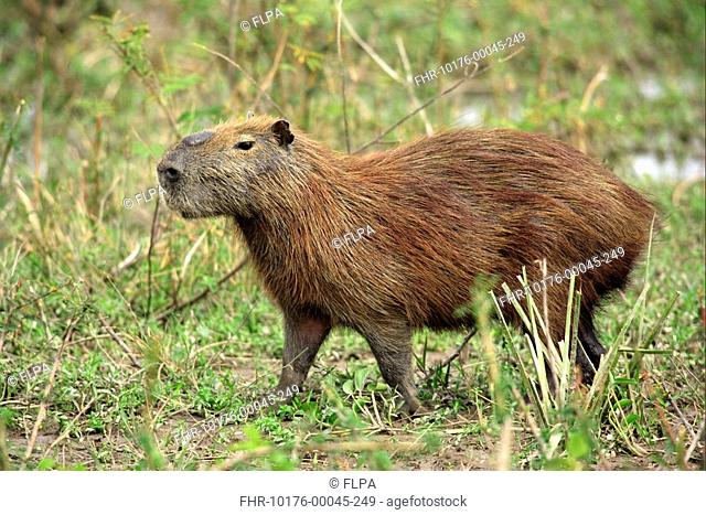 Capybara Hydrochaerus hydrochaeris adult male, standing, Pantanal, Mato Grosso, Brazil