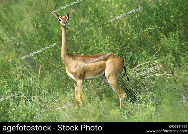 Gerenuk or Waller's Gazelle (litocranius walleri), female in Samburu Park, Kenya, Africa