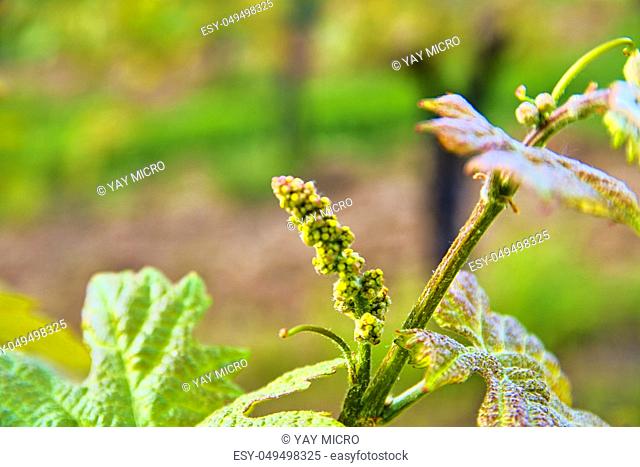 Bud break of grapevine on green backgound. Vineyard in spring. Close-up. Viniculture and winery concept