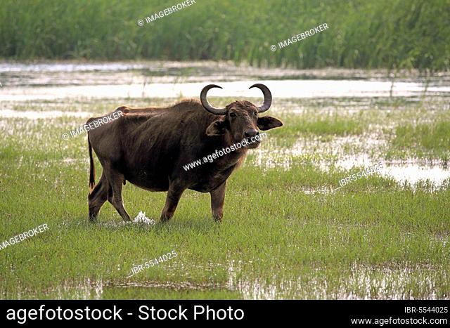 Water buffalo, adult female standing in water, Bundala National Park (Bubalis bubalis), Sri Lanka, Asia