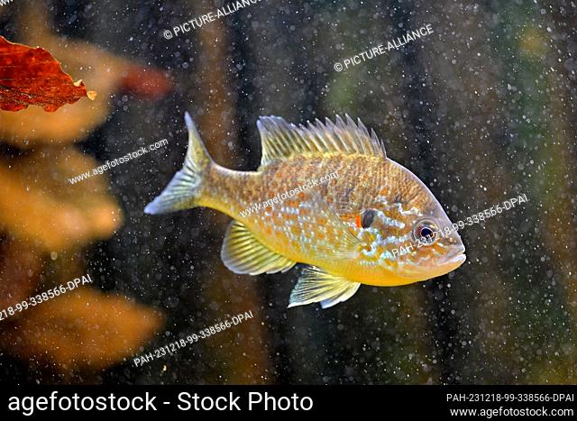 18 December 2023, Brandenburg, Potsdam: A sunfish swims around in a tank at the aquarium of the Potsdam Natural History Museum