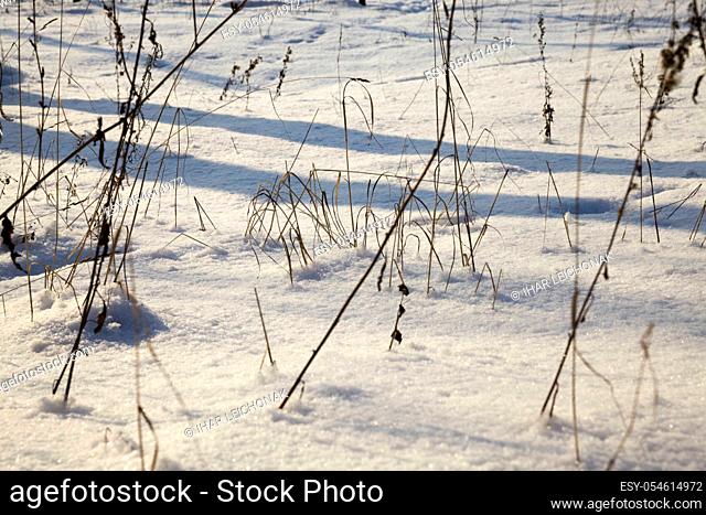 snow and ice covered dead grass in winter season, beautiful nature and specific features of winter weather in the wild