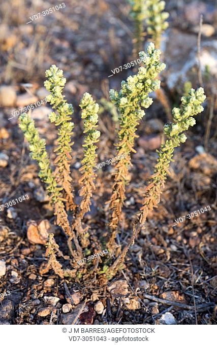 Teucrium charidemi is a subshrub endemic to Cabo de Gata Natural Park, Almeria province, Andalucia, Spain