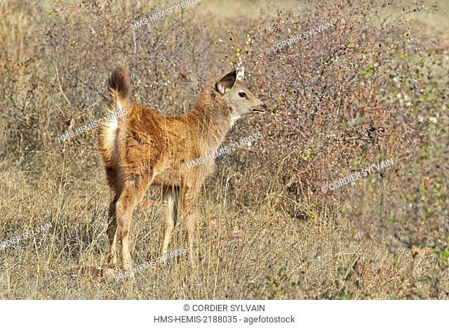 India, Rajasthan state, Ranthambore National Park, Sambar deer (Rusa unicolor), baby