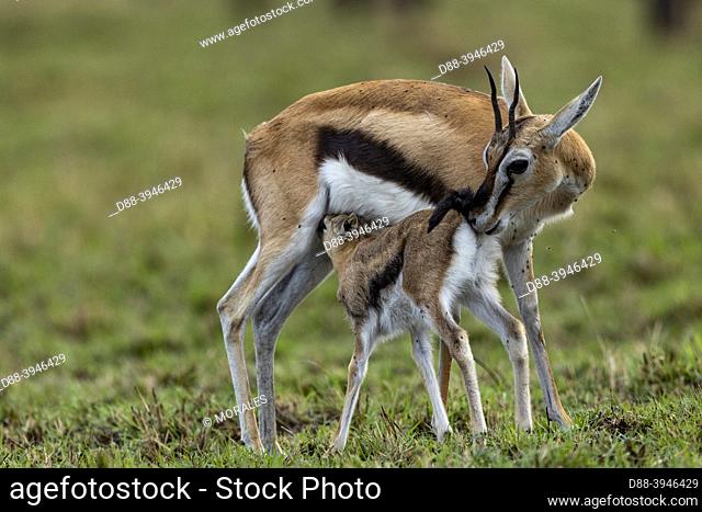 Africa, East Africa, Kenya, Masai Mara National Reserve, National Park, Thomson's gazelle (Eudorcas thomsonii, in the savannah, new born with its mother