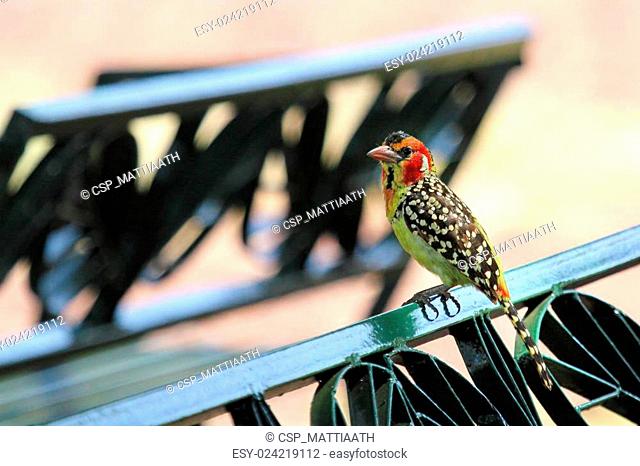 Red and yellow barbet on a park bench