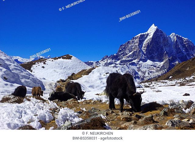 yak (Bos grunniens, Bos mutus), group near Chukhung, Taboche in background, Nepal, Himalaya, Khumbu Himal