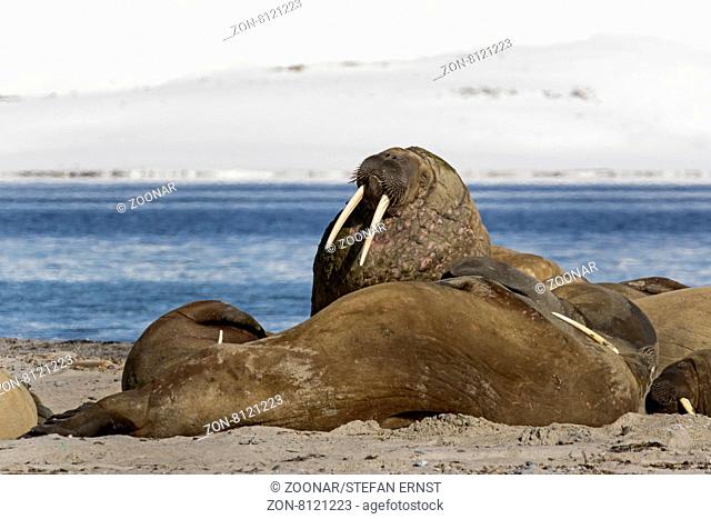 Walrosse am Strand, Spitzbergen, Svalbard, Norwegen, Europa / Walruses on the beach, Svalbard, Spitsbergen, Norway, Europe / Odobenus rosmarus