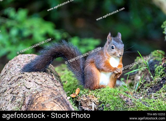 Eurasian red squirre