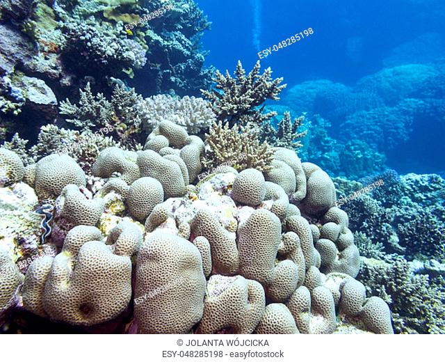 Colorful coral reef at the bottom of tropical sea, great favites coral, underwater landscape