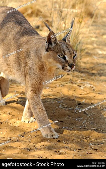 A caracal captured on a guestfarm in namibia