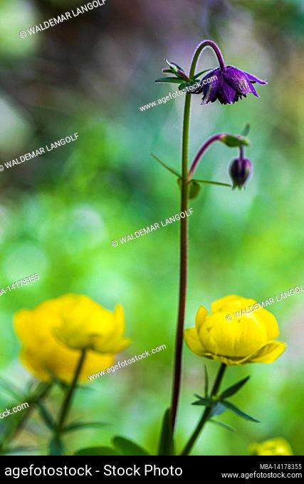 Aquilegia vulgaris hybrid 'Black Barlow', Double Columbine, close-up
