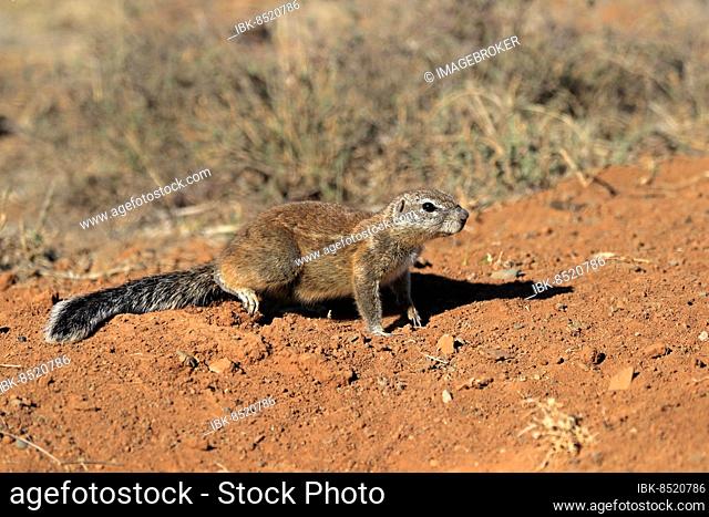 Cape ground squirrel (Xerus inauris), adult, alert, foraging, Mountain Zebra National Park, Eastern Cape, South Africa, Africa