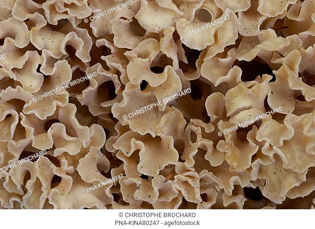 Wood Cauliflower Sparassis crispa - Ommen, Salland, Overijssel, The Netherlands, Holland, Europe
