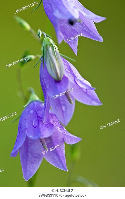 lady's-thimble, scotch bluebell, harebell (Campanula rotundifolia), flower, Denmark