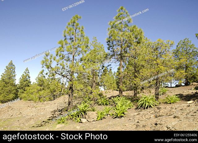 Forest of Canary Island pine Pinus canariensis and shrubs of Sonchus congestus. The Nublo Rural Park. Tejeda. Gran Canaria. Canary Islands. Spain