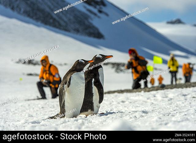 Tourists with Gentoo penguins (Pygoscelis papua) at Yankee Harbour, a small inner harbour on the south-west side of Greenwich Island in the South Shetland...
