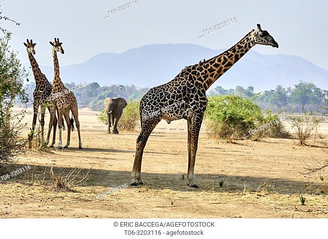 Rhodesian / Thornicroft giraffe (Giraffa camelopardalis thornicrofti) and elephant (Loxodonta africana) South Luangwa National Park, Zambia
