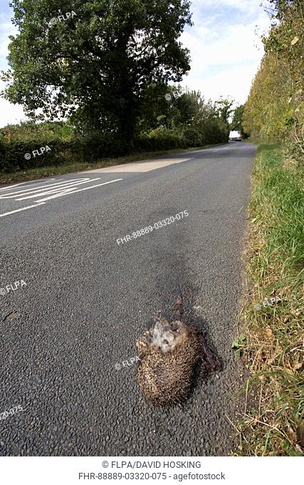European Hedgehog Erinaceus europaeus road casualty, Suffolk, England