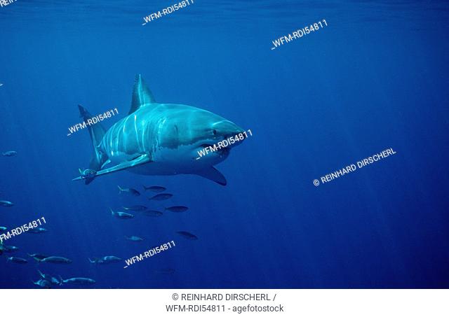 Great White Shark, Carcharodon carcharias, Dyer Island Gansbaai Atlantic Ocean, South Africa
