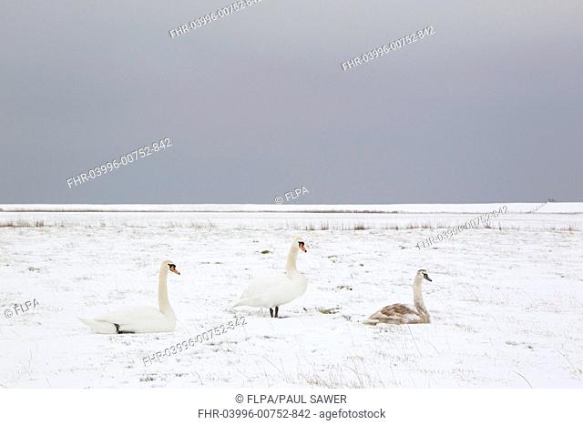 Mute Swan Cygnus olor two adults and juvenile, on snow covered grazing marsh habitat, Suffolk, England, february