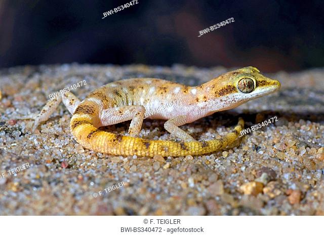 Steudner's Gecko, Pigmy Gecko (Tropiocolotes steudneri), sitting on sand