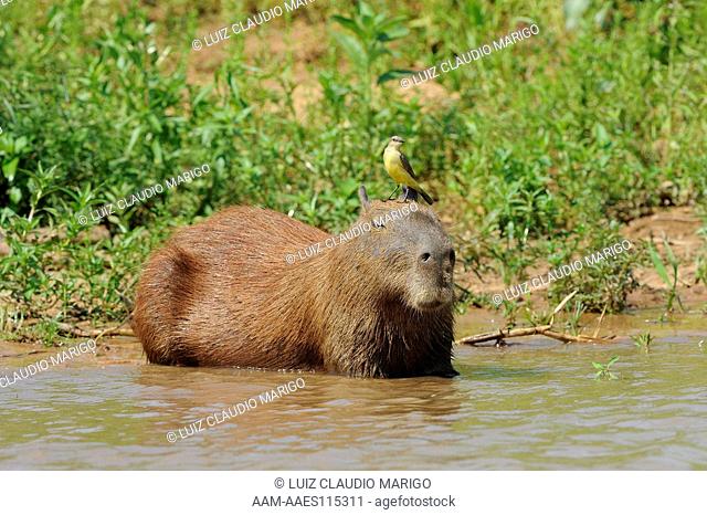 Cattle Tyrant (Machetornis rixosa) on a Capybara (Hydrochaeris hydrochaeris) in the Pantanal of Mato Grosso State, Center-West of Brazil