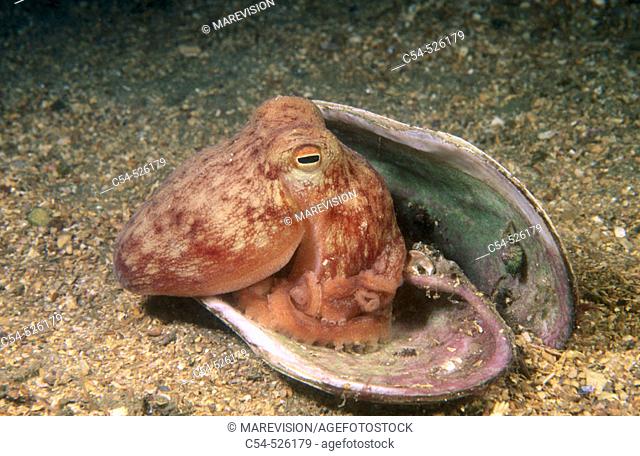 Horned Octopus (Eledone cirrhosa). Galicia, Spain