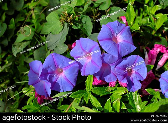 Common morning glory, Ipomoea purpurea, asia