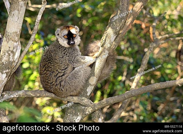 Red-Fronted Lemur, Berenty Reserve, Madagascar (Lemur fulvus rufus)