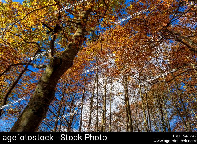 Beech forest in autumn. Expanses of trees with orange, red, yellow and leaves. Useful background or multicolored texture