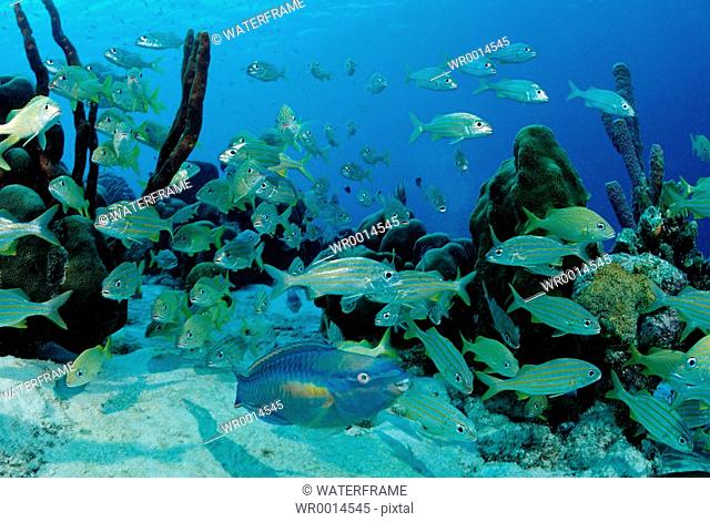 Princess Parrotfish between Smallmouth Grunt, Scarus taeniopterus, Haemulon chrysargyreum, Caribbean Sea, Bonaire