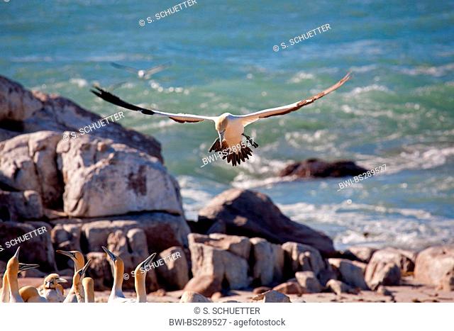 Cape gannet (Morus capensis), landing, South Africa, Western Cape, bird island Runde, Lambert's Bay